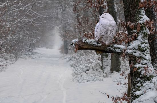 photographies de paysages d'hiver 25