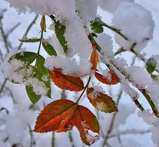 photographies de paysages d'hiver 501