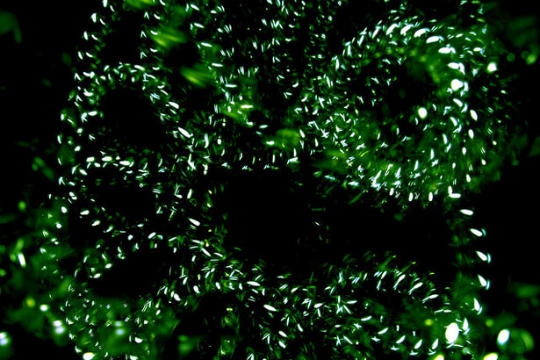 Light painting ou peinture de lumière - 71