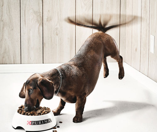 Publicité nourriture pour chien Purina